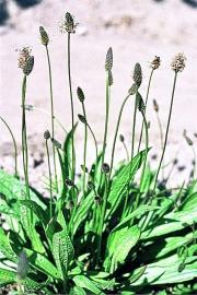 babka lancetowata babka zwyczajna choroba wrzodowa.jpg